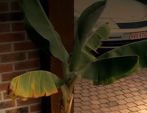 banana tree