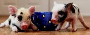 micro pigs