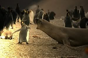 brave penguin