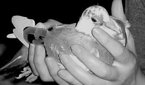 pigeon in hand