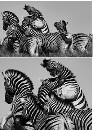 ZebraZ