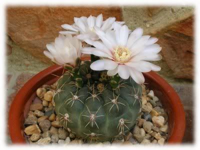 cactus_07.jpg picture by flordeluna_foto