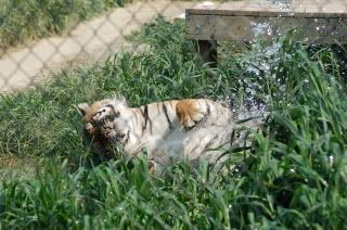 Tiger playing in the water