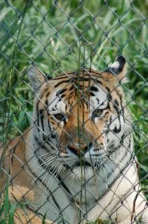Tiger up  close