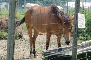 A Zorse, of course!