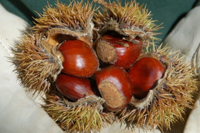Chestnuts up close