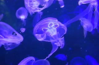 Moonjellies