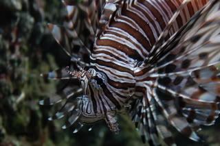 Lionfish