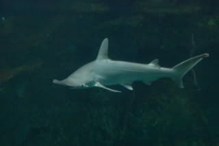 Hammerhead