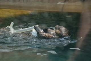 Otters