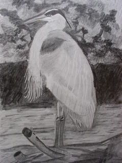 Great Blue Herron