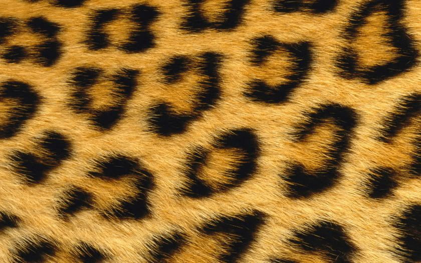 leopard skin wallpaper. 34-