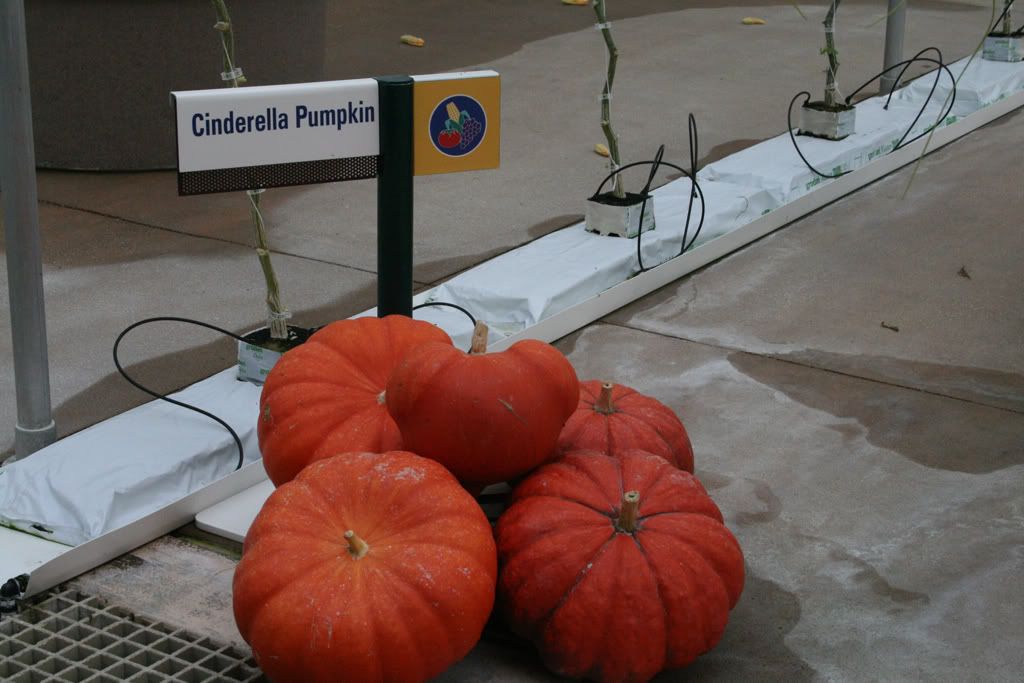 096Pumpkins.jpg