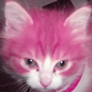 pink cat