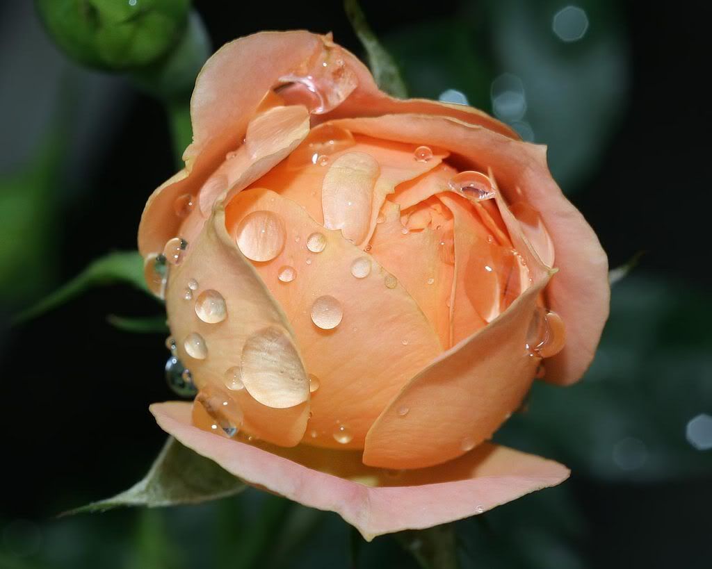 Wet Rose 2