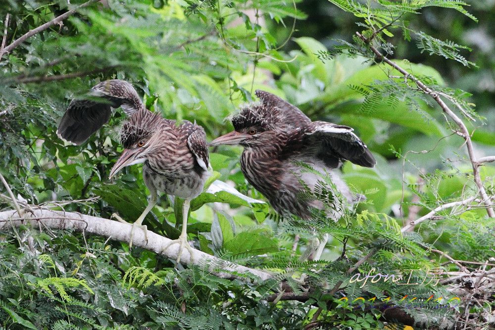 另一边厢,夜鹭black-crowned night heron幼鸟在做运动,为他日高飞做