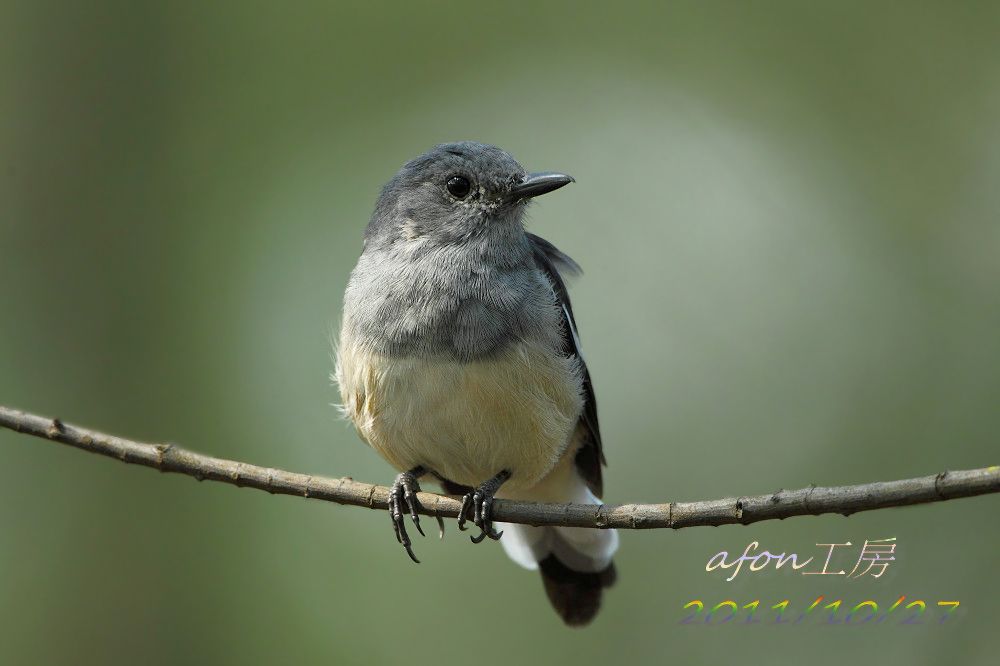 01.这是前天仅见的鹊鸲oriental magpie robin.