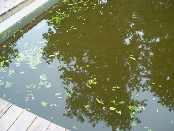 Pool06.jpg