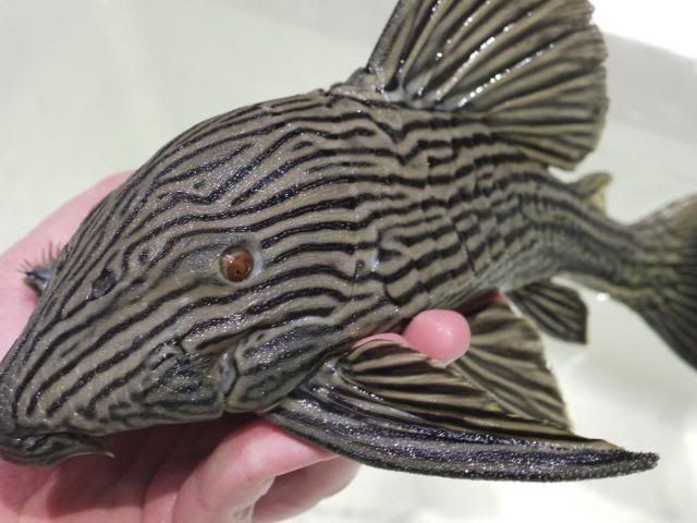 l190 pleco