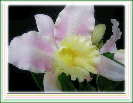 flores1a.gif picture by NanitaCol