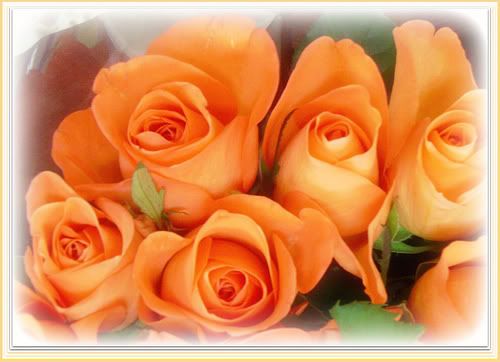 flores7.jpg picture by NanitaCol