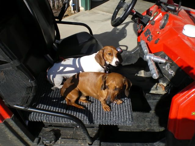 New dog penger seat for RZR