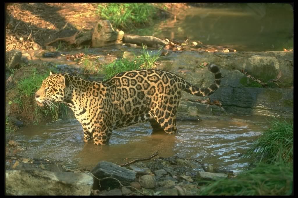 jaguar animal cub. A baby jaguar is called a cub.