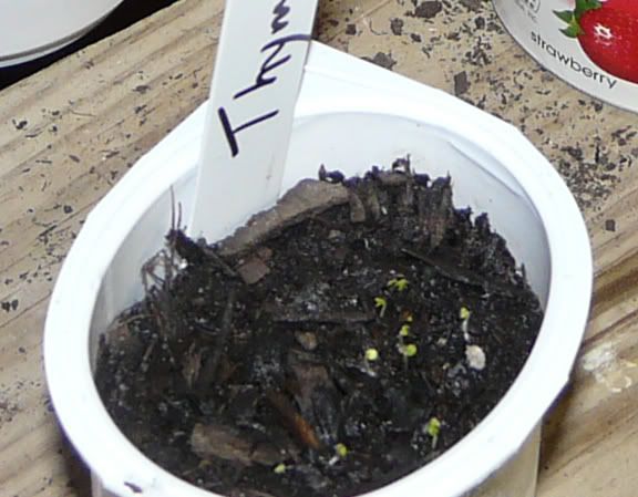 thyme