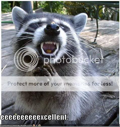 funny-pictures-evil-raccoon.jpg Pictures, Images and Photos