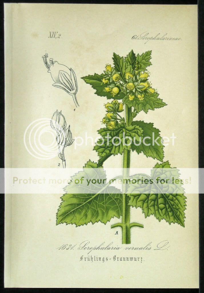 Antique 19th C Botanical Flora von Deutschland Chromolithograph Print