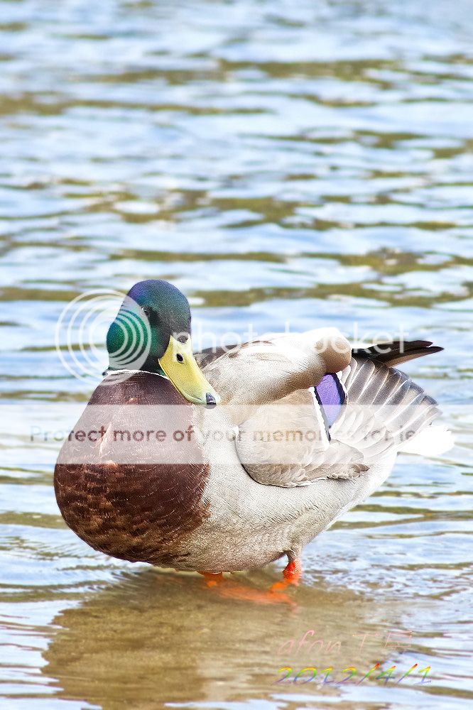 在鸭川见到最多的鸭子是绿头鸭mallard,学名 anas platyrhynchos,分类