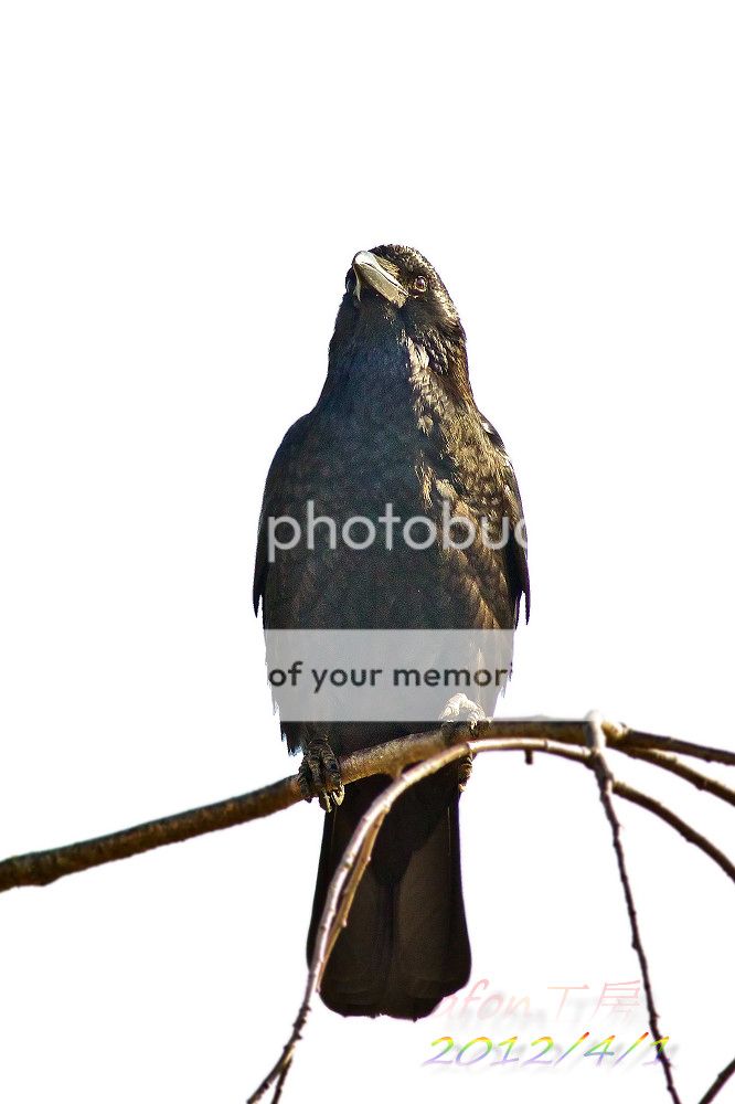 两种身份的乌鸦 - afon - afon工房