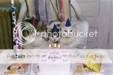 Cats-Birthday-Party-3.jpg Cats Birthday Party 3 image by TygerStar079
